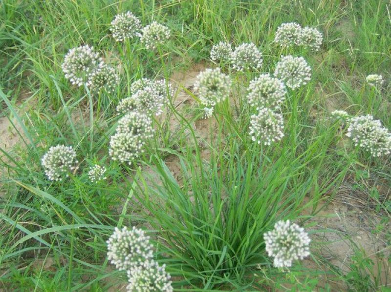 香葱小葱野葱花
