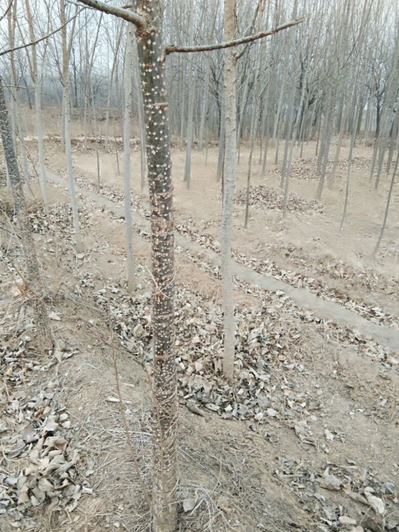 速生杨苗