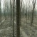 榆树4~6cm6~8cm3.5~4m