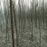 榆树4~6cm6~8cm3.5~4m