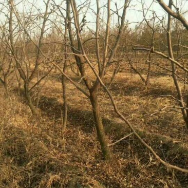 枣树4~6cm18~20cm
