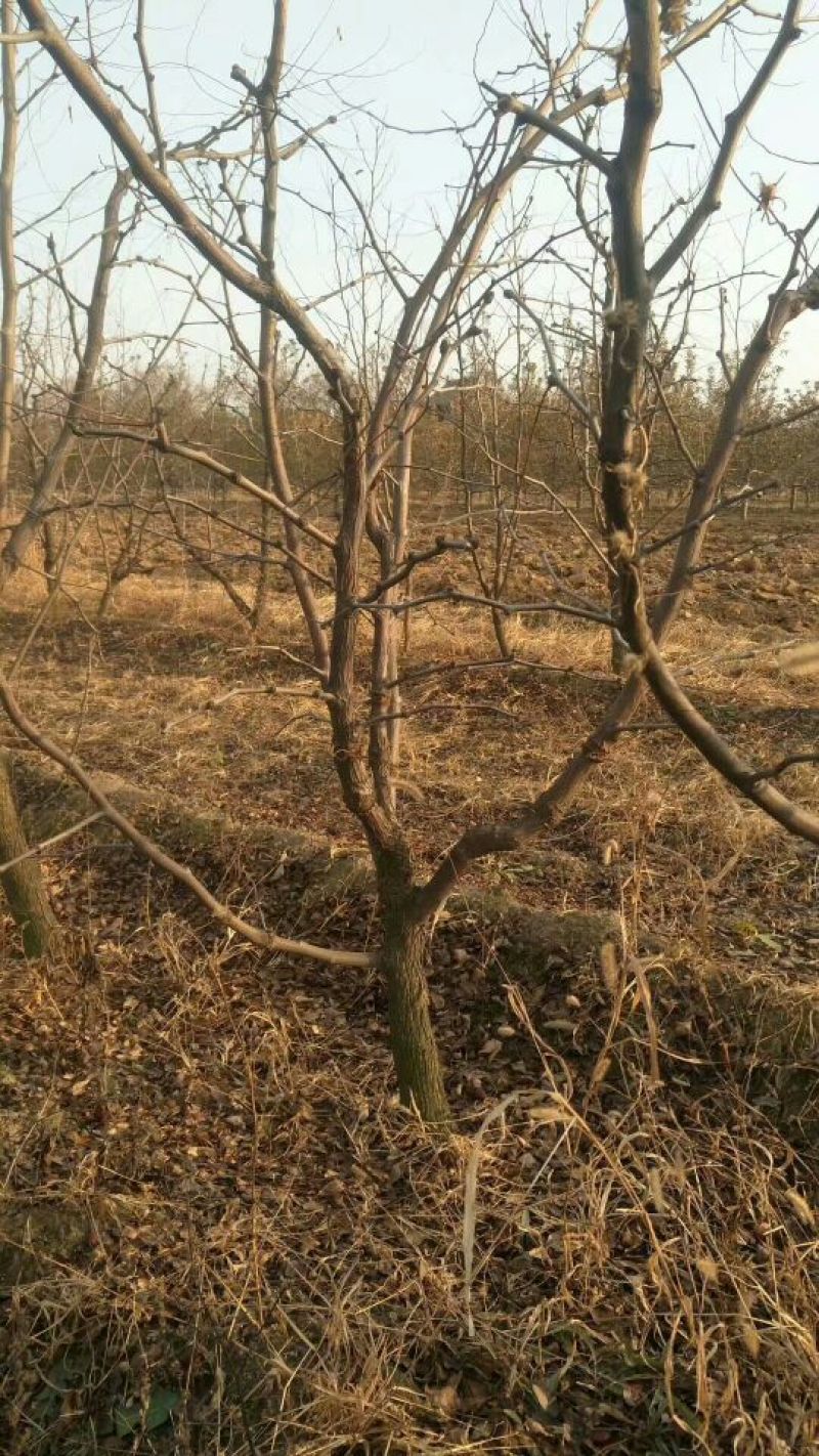 枣树4~6cm18~20cm