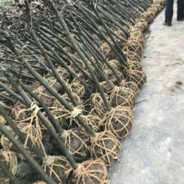 西府海棠苗10cm以下