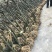 西府海棠苗10cm以下