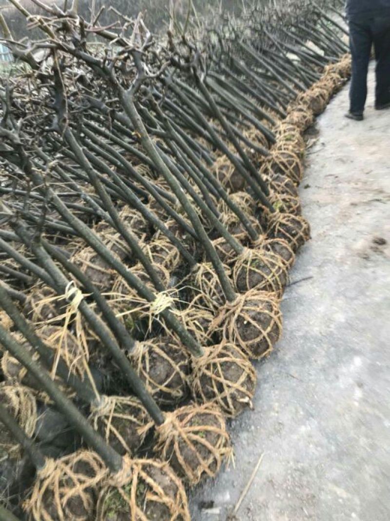 西府海棠苗10cm以下