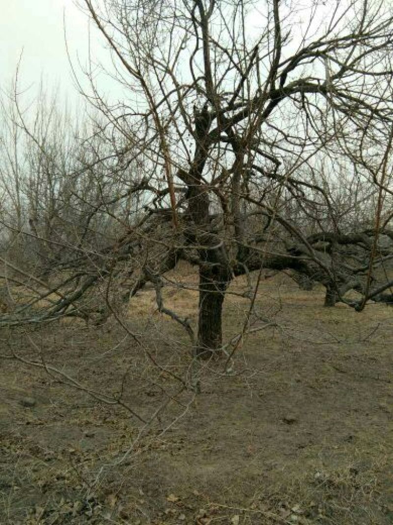 桑树30~40cm