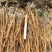 药用牡丹苗10~20cm，1年牡丹苗苗圃直销点
