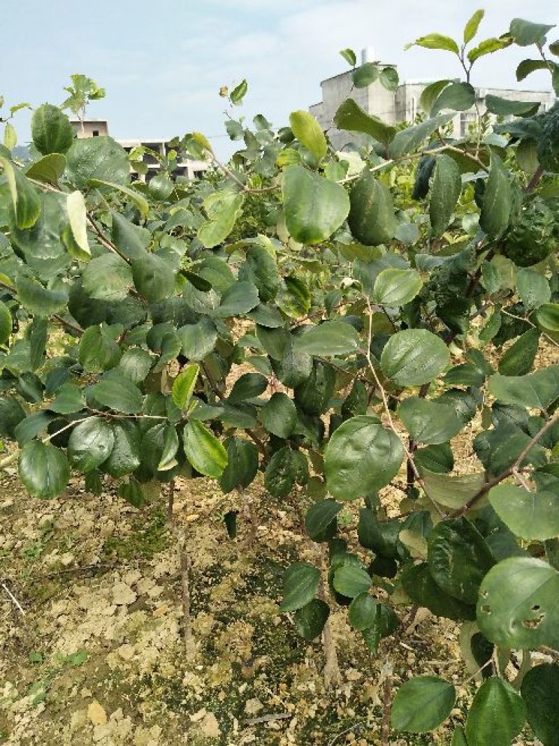 青枣苗30~50cm
