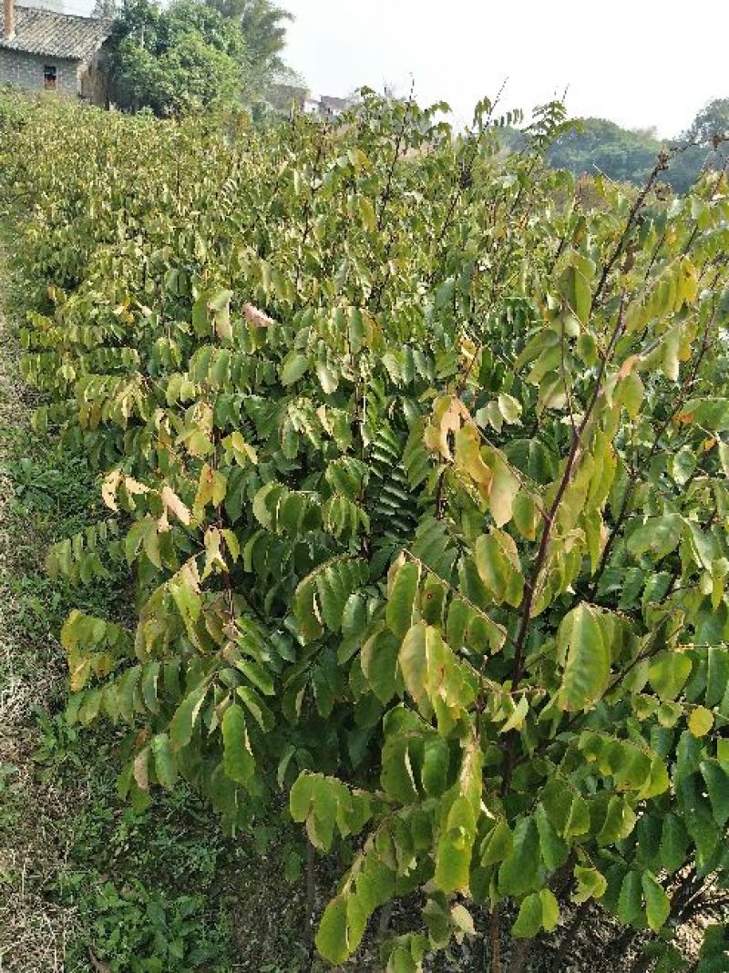 青枣苗30~50cm