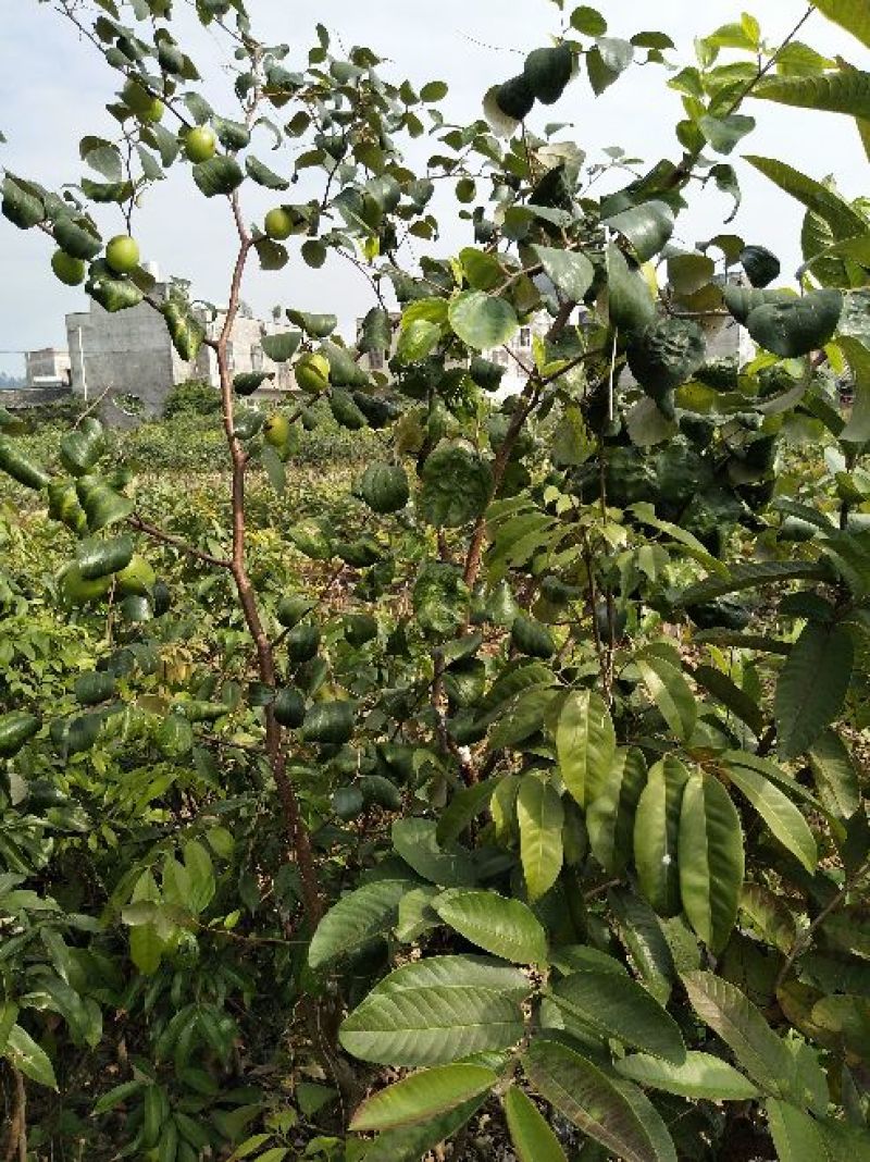 青枣苗30~50cm