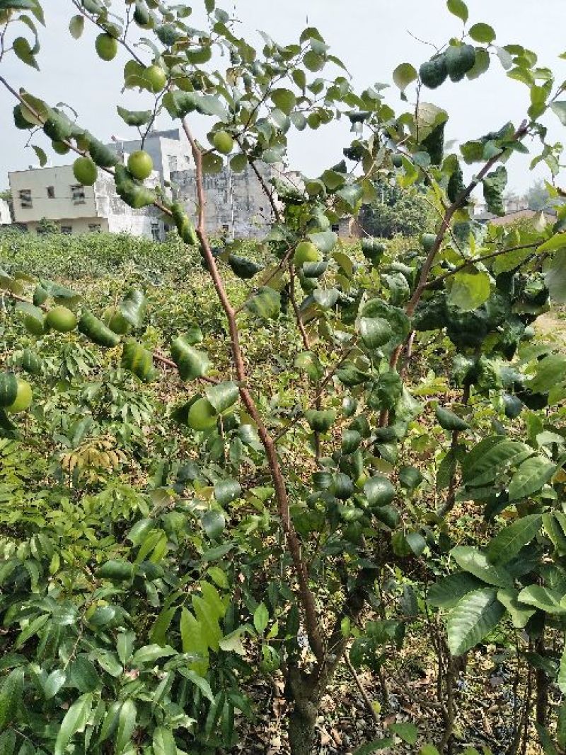 青枣苗30~50cm