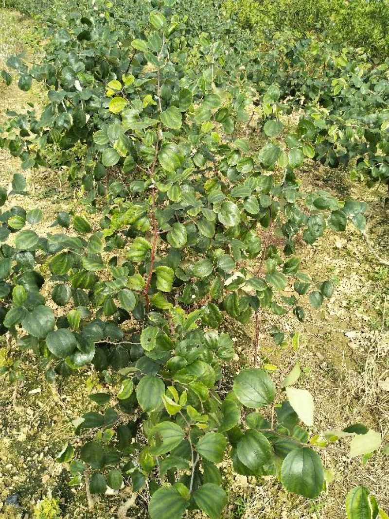 青枣苗30~50cm