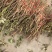 药用牡丹苗基地直销免技术支持，