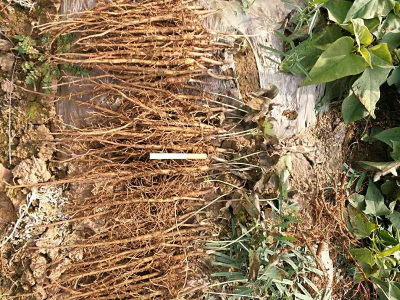 药用牡丹苗1年苗牡丹苗种植技术药用牡丹苗
