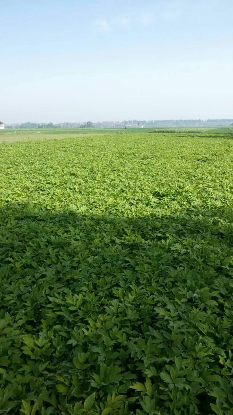药用牡丹苗1年苗牡丹苗种植技术药用牡丹苗