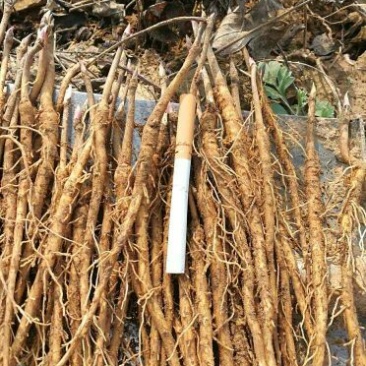 药用牡丹苗1年苗牡丹苗种植技术药用牡丹苗