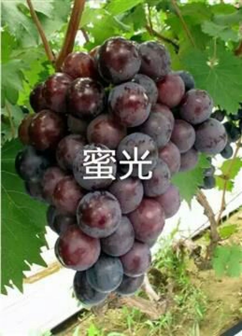 紫甜无核葡萄苗30cm以下1年