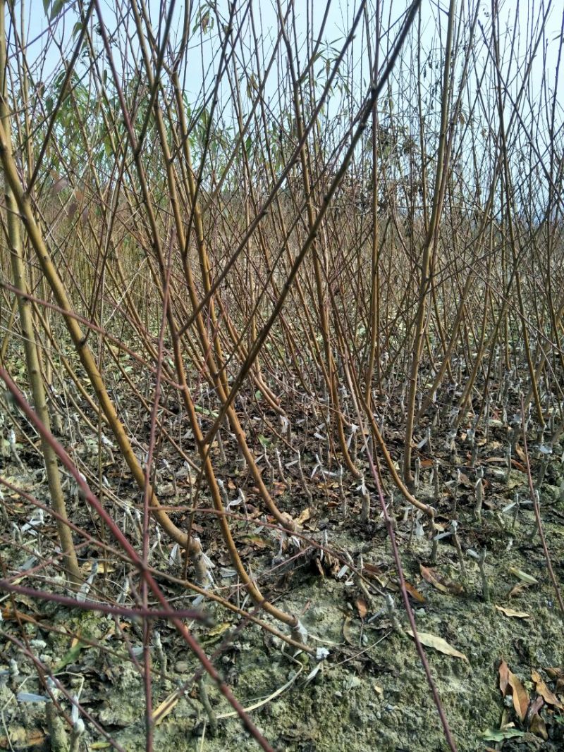 锦绣黄桃桃树苗50cm以上质量保证假一罚百