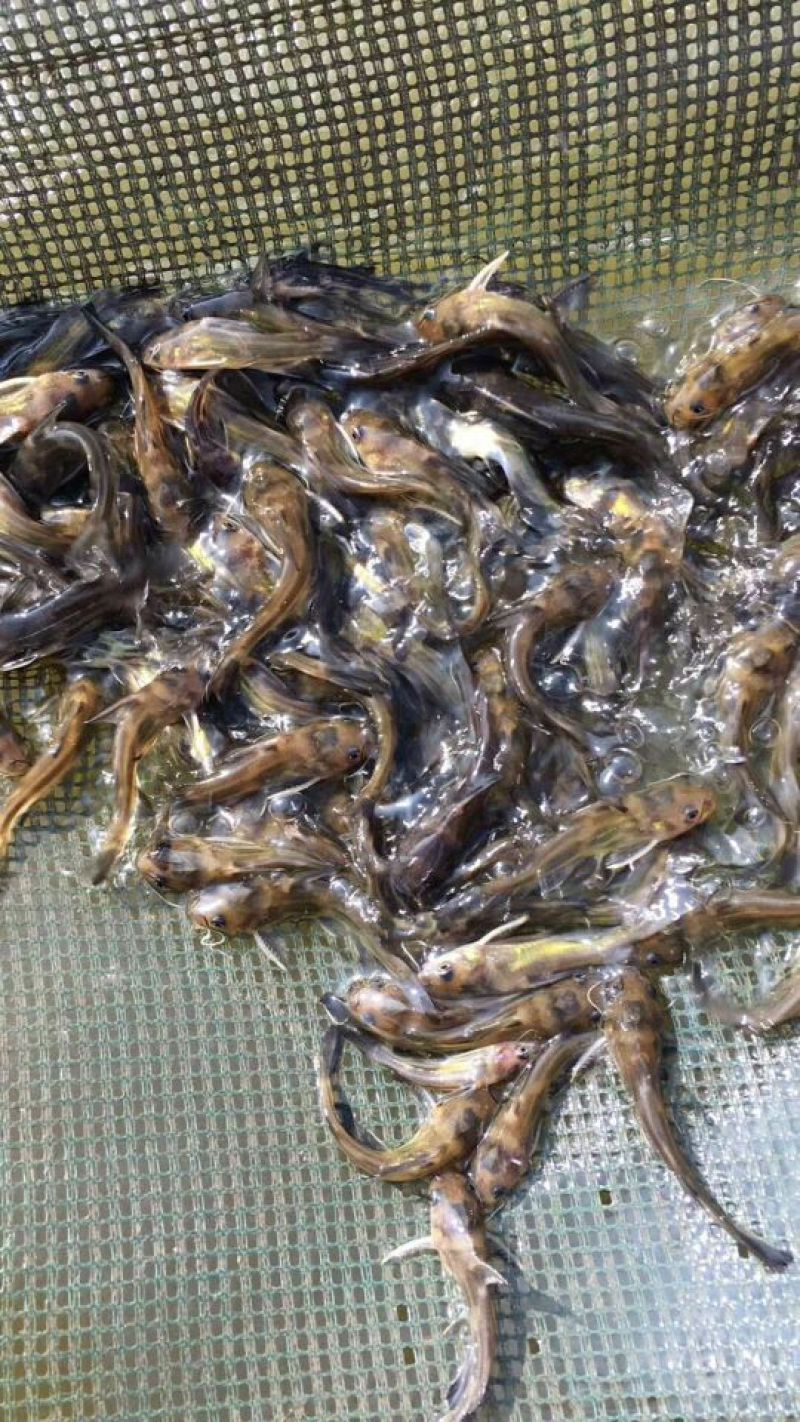 杂交鲫鱼鱼苗3~5公分大量供应中欢迎前来采购