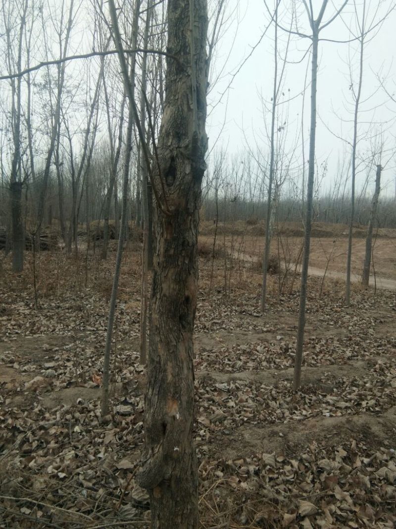 柘树苗10~20cm