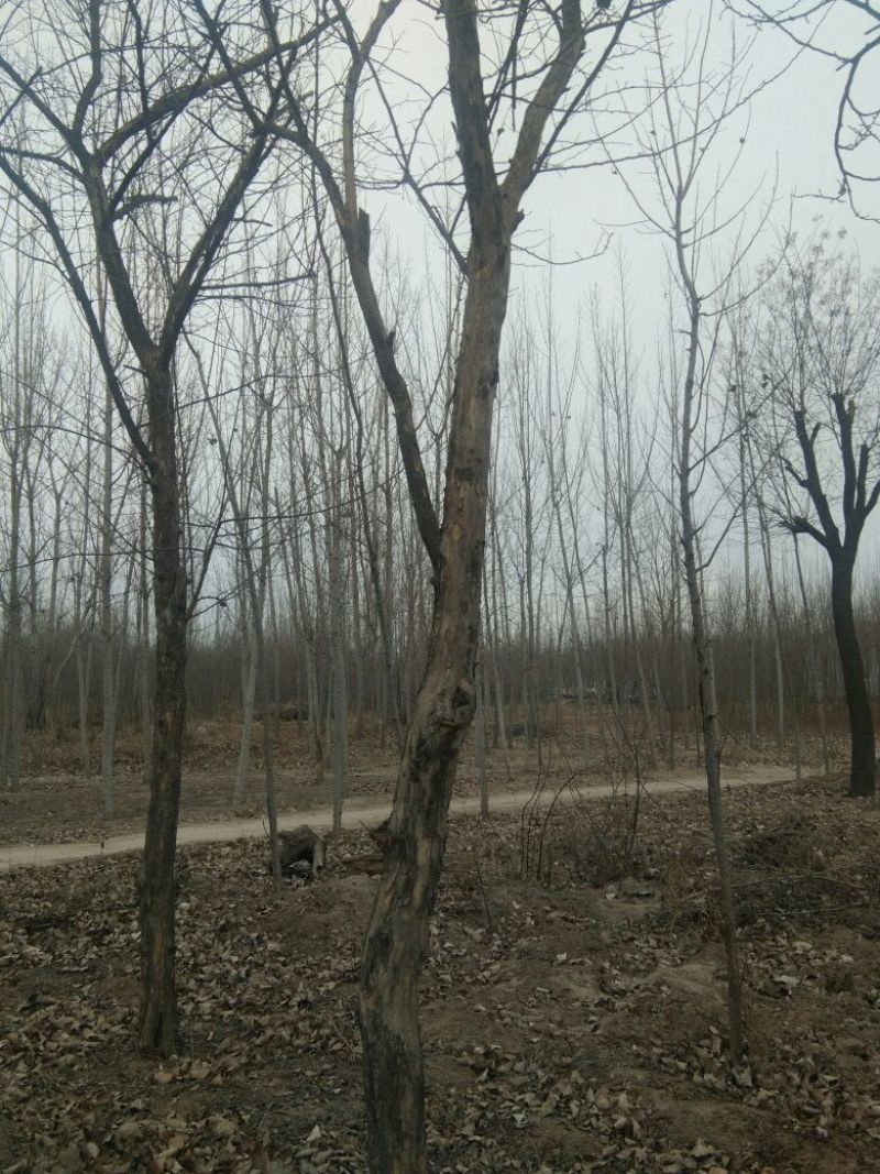 柘树苗10~20cm