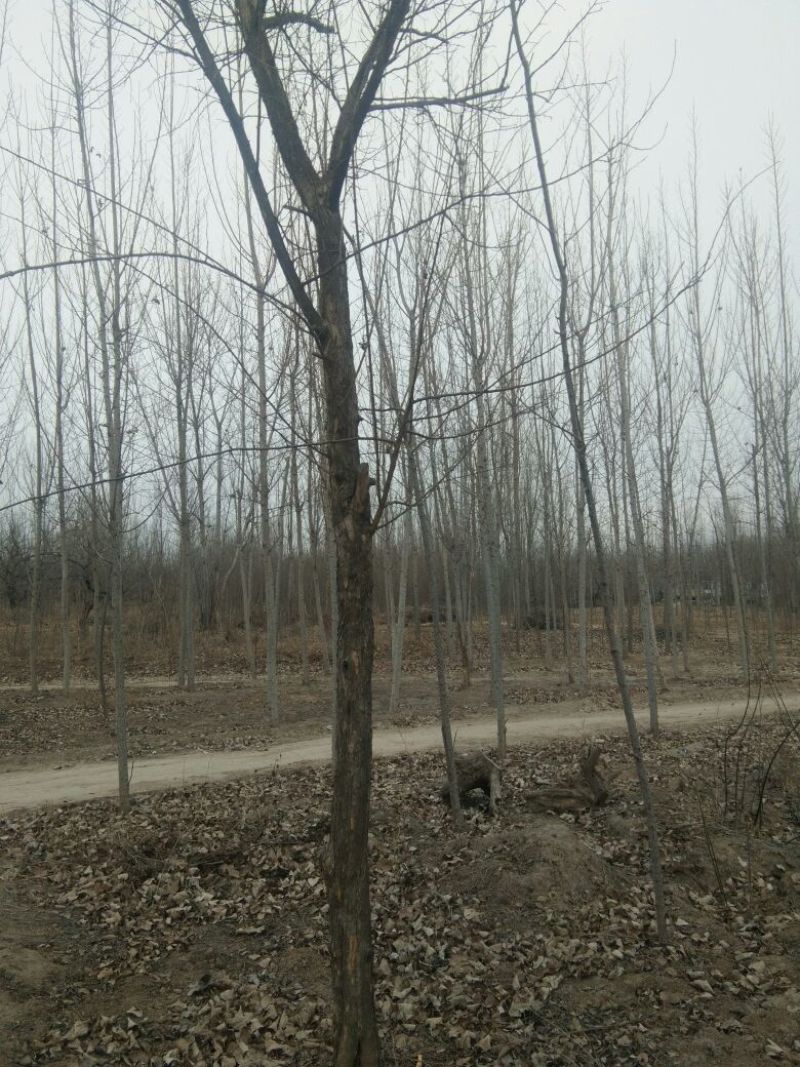 柘树苗10~20cm