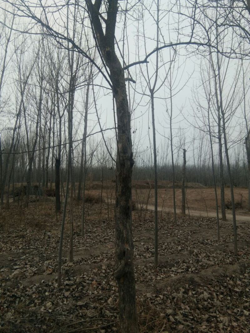 柘树苗10~20cm
