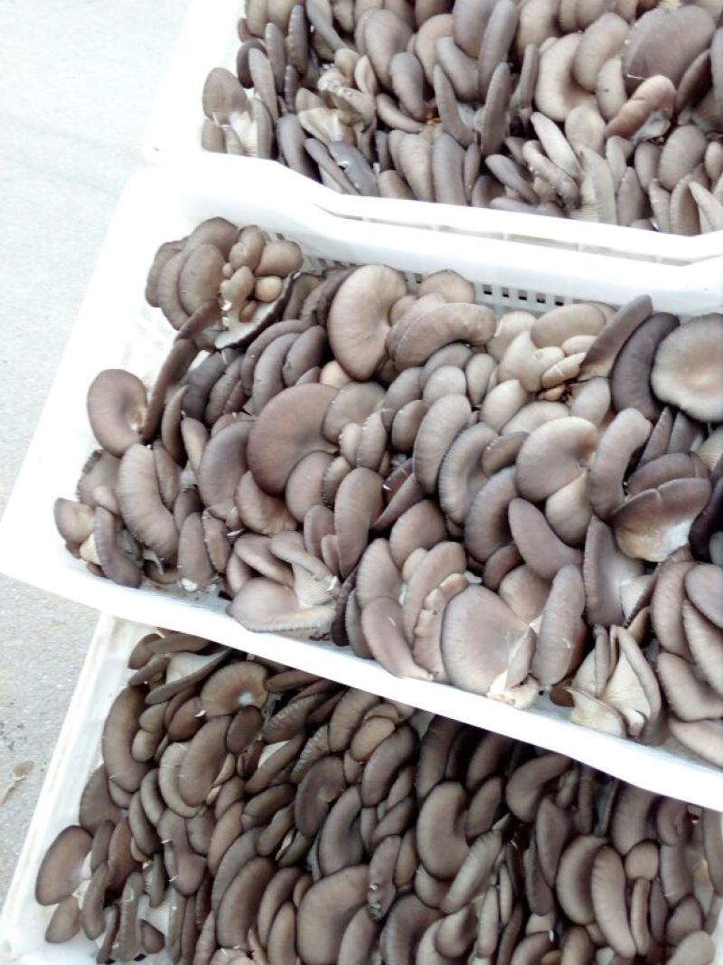 菌棒