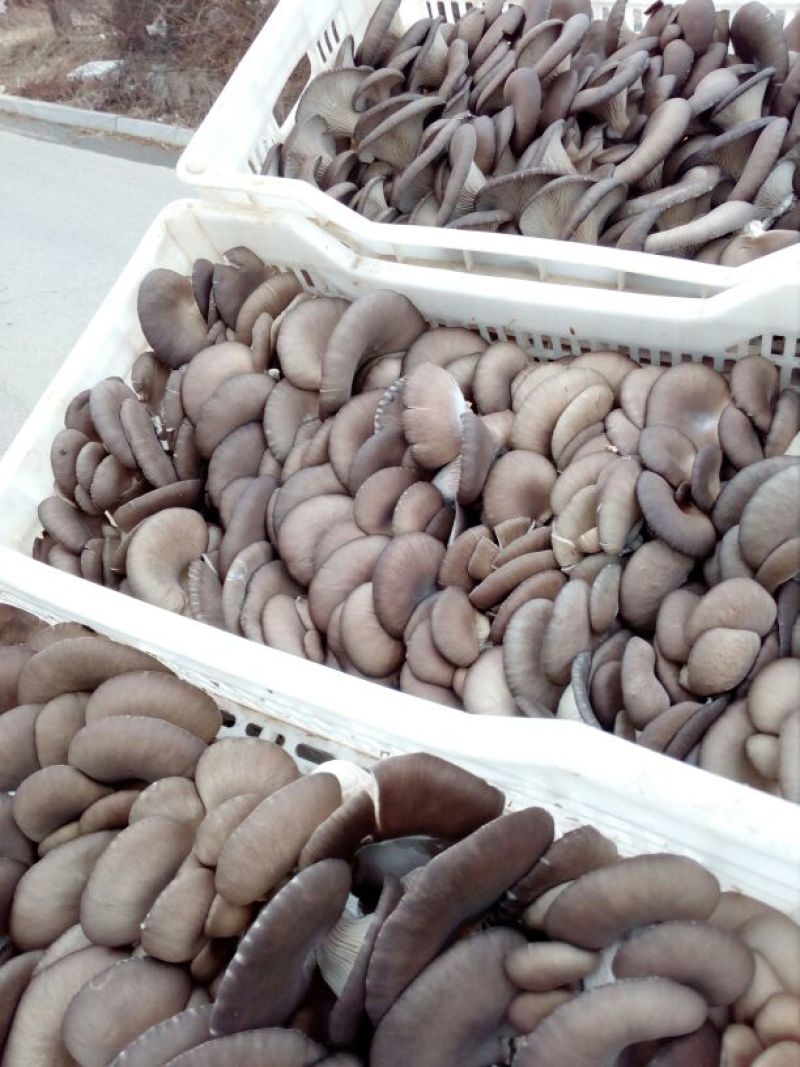 菌棒