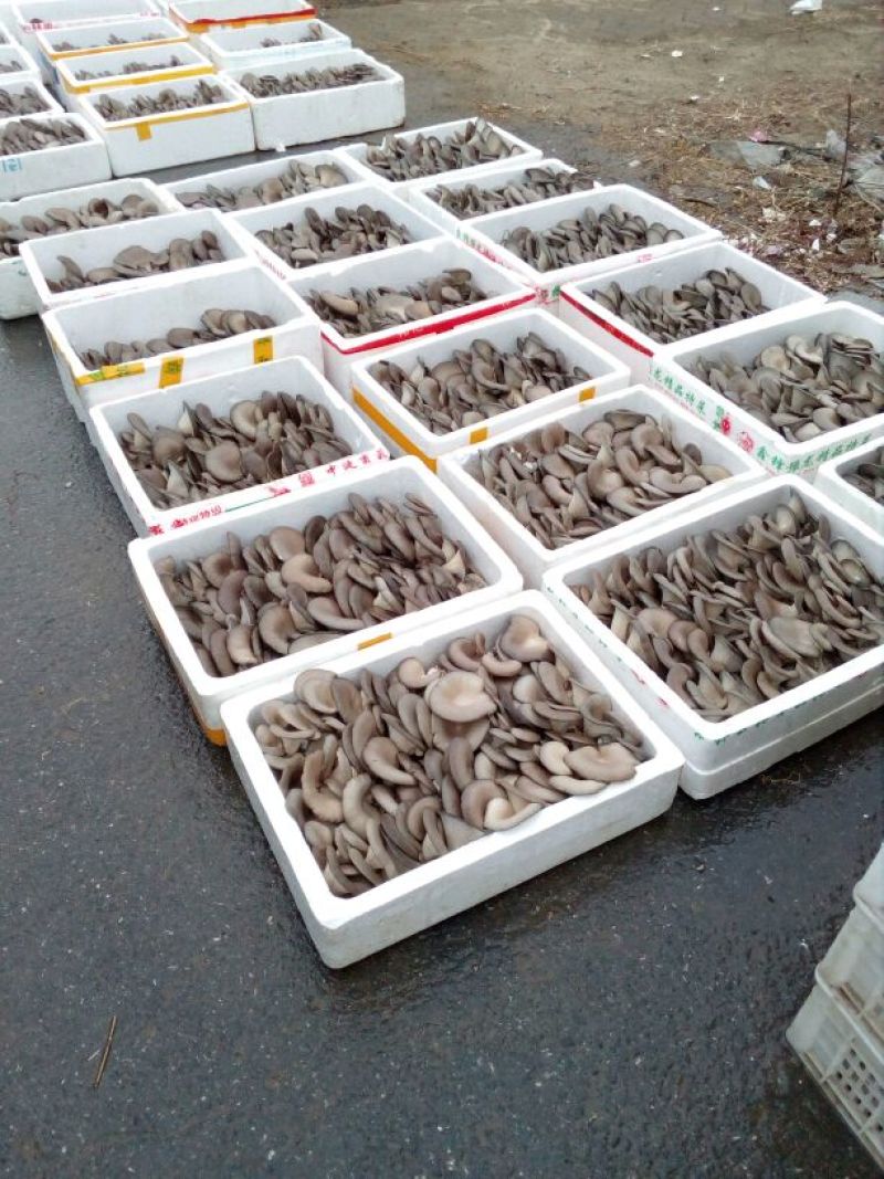 菌棒