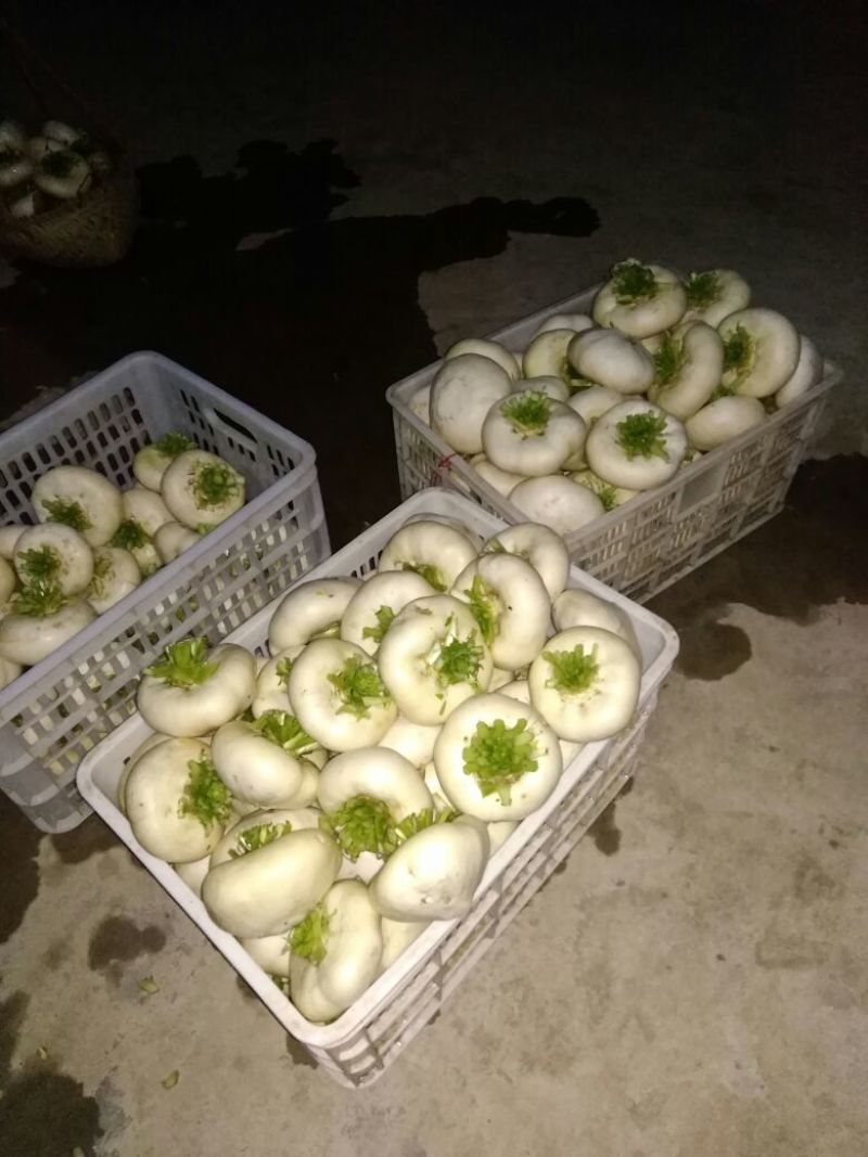 盘菜圆形