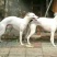 灵堤犬公