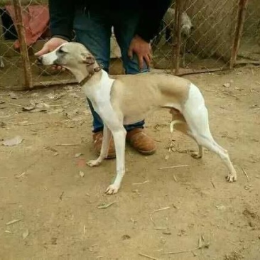 灵堤犬公