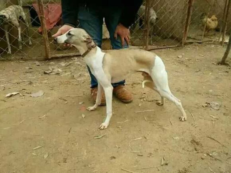 灵堤犬公