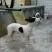 灵堤犬公