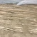 九斤黄山药3~4厘米