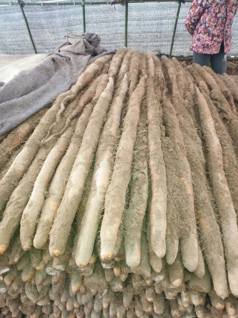 九斤黄山药3~4厘米