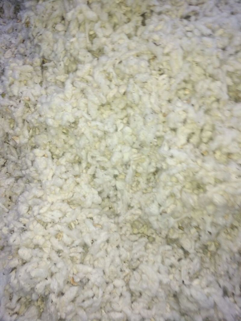 鲁棉研28棉花1级31mm