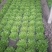苦菊10~12cm河北唐山市滦南县大量供应
