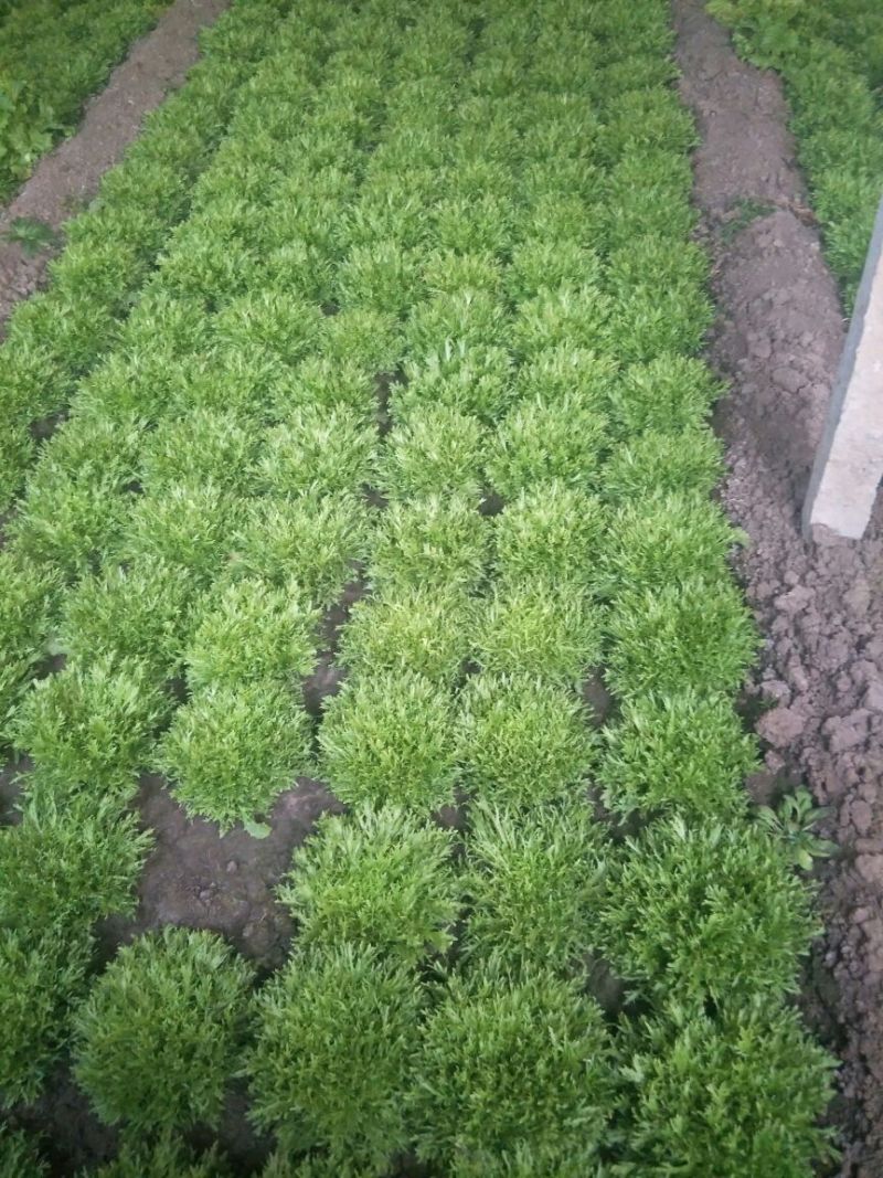 苦菊10~12cm河北唐山市滦南县大量供应