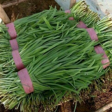 【推荐】大量供应头茬精品小叶韭菜基地发货价格优惠