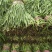 【推荐】大量供应头茬精品小叶韭菜基地发货价格优惠