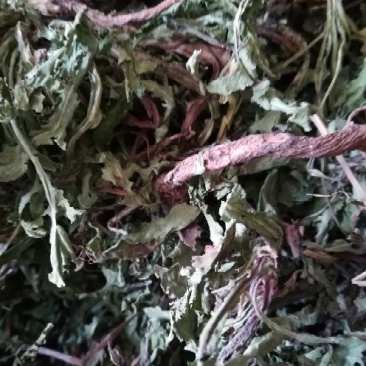 药用蒲公英野生全草湖北襄阳地产