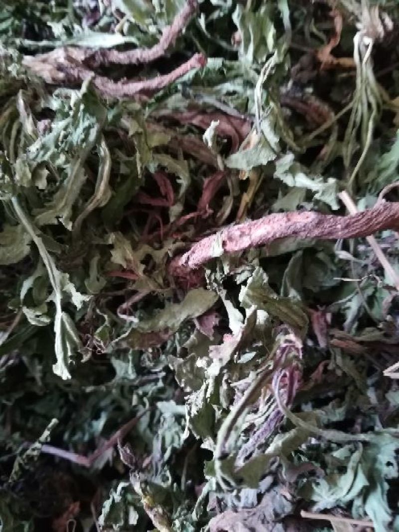药用蒲公英野生全草湖北襄阳地产