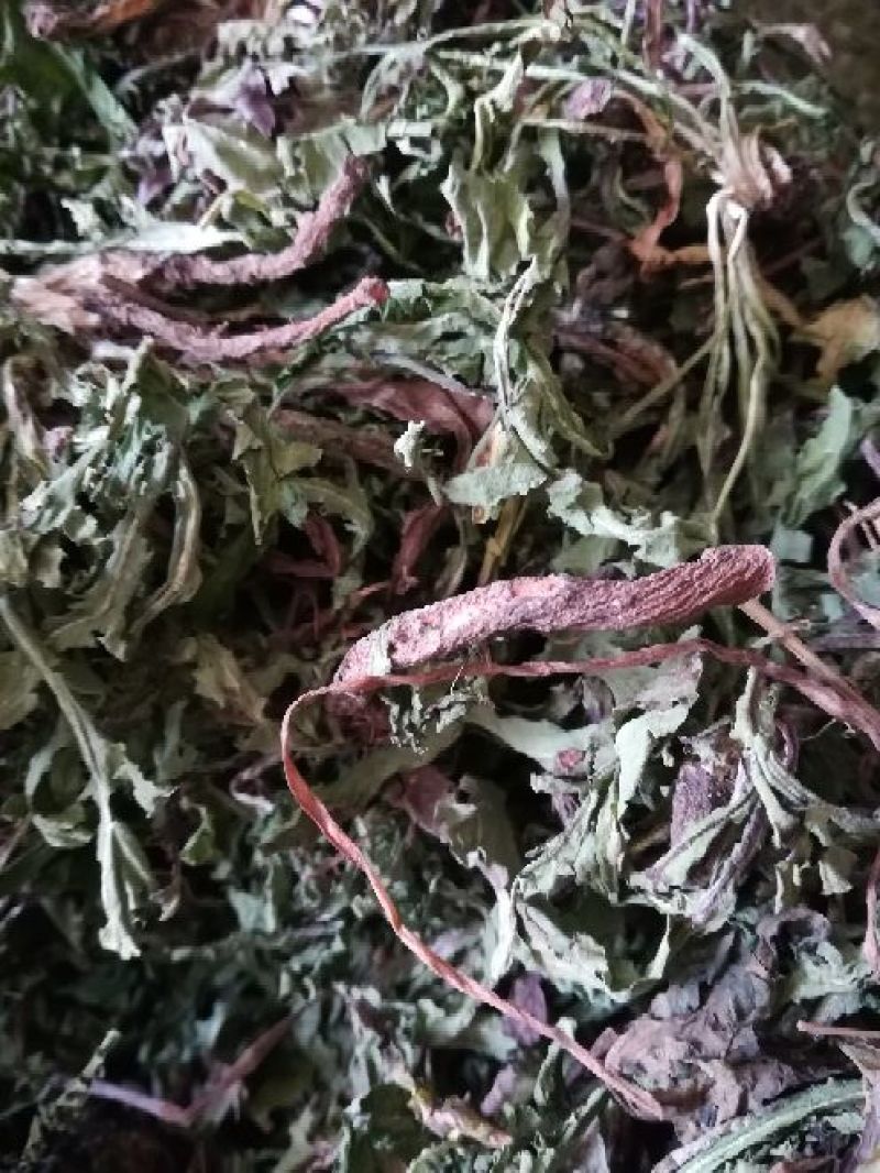 药用蒲公英野生全草湖北襄阳地产