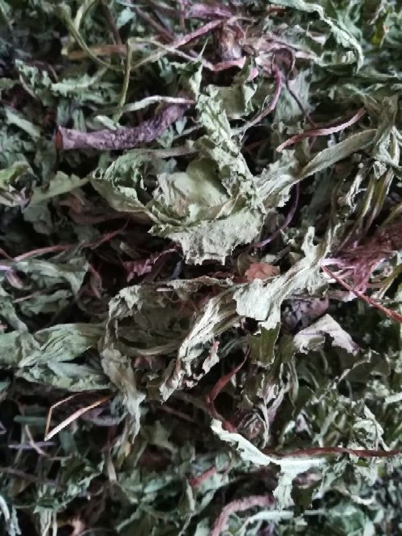 药用蒲公英野生全草湖北襄阳地产