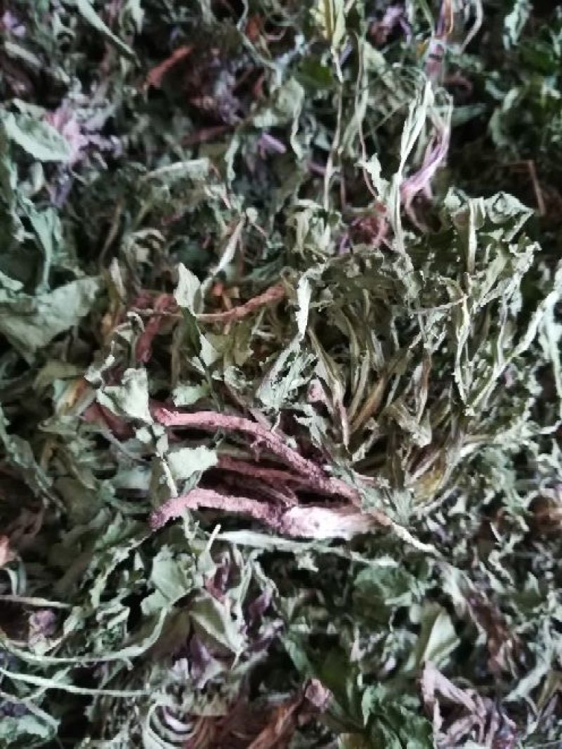 药用蒲公英野生全草湖北襄阳地产