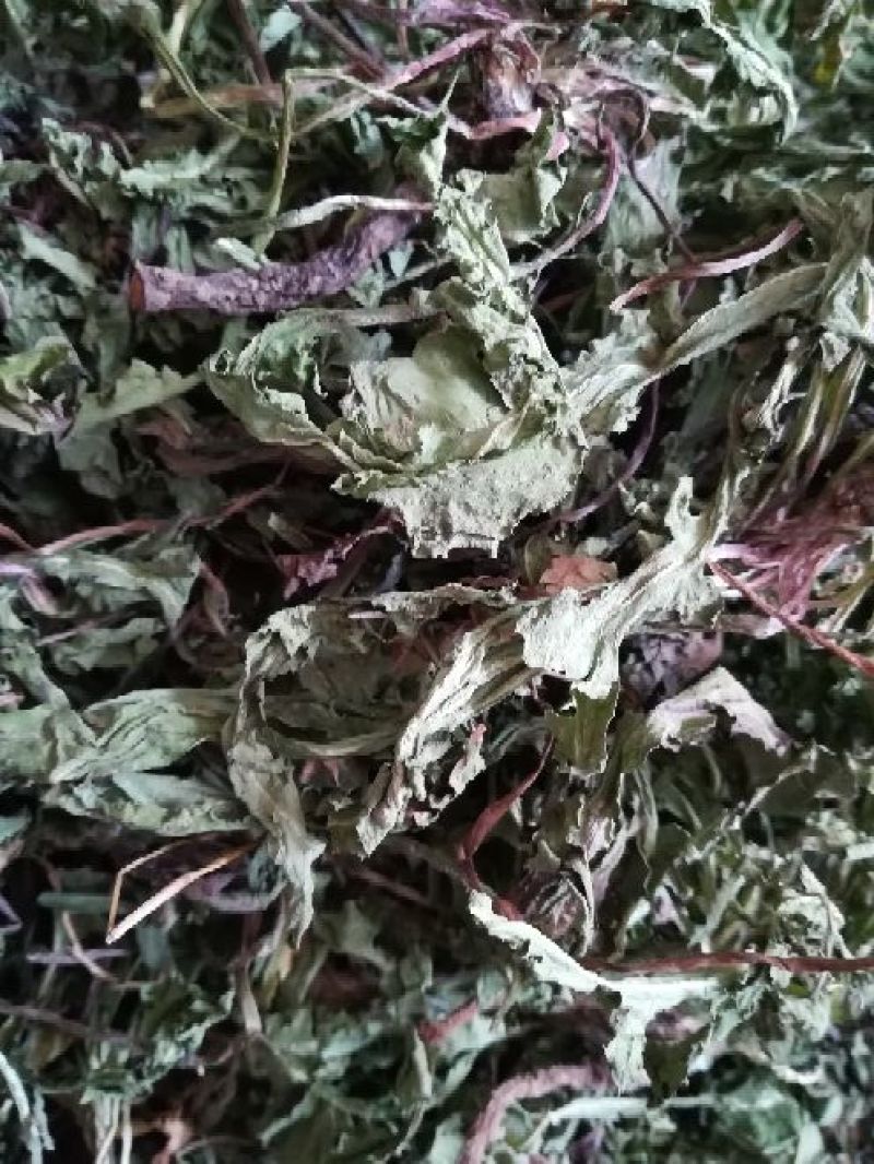 药用蒲公英野生全草湖北襄阳地产