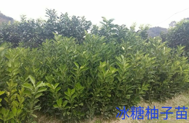 柚子苗，冰糖柚苗，产地直供，品种正宗，假一赔十，保证成活