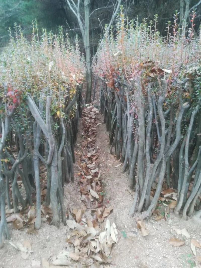 映山红树桩35cm以上